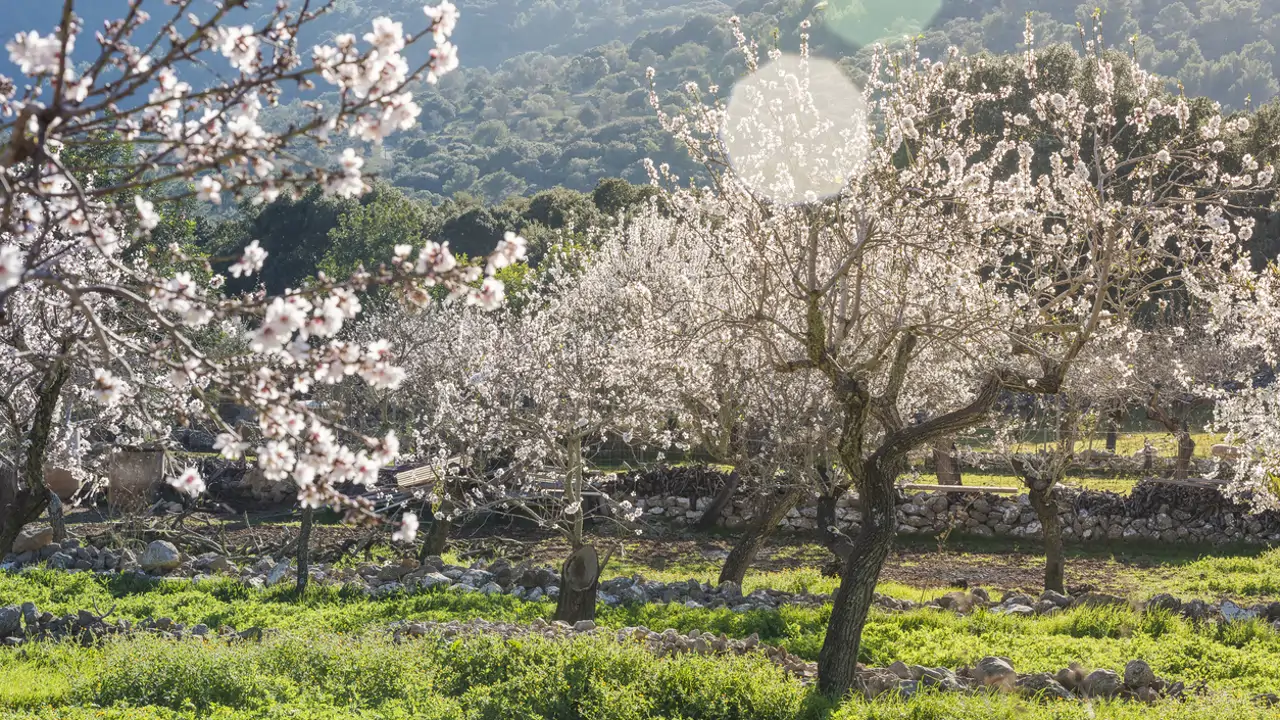 almendros en flor en Mallorca