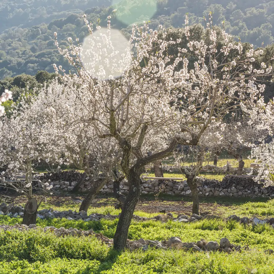 Mallorca también tiene su “Jerte”: los mejores lugares de la isla para disfrutar de los almendros en flor 