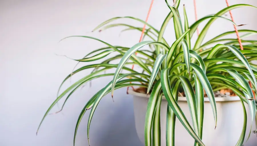 Cinta, malamadre, lazos de amor o planta araña