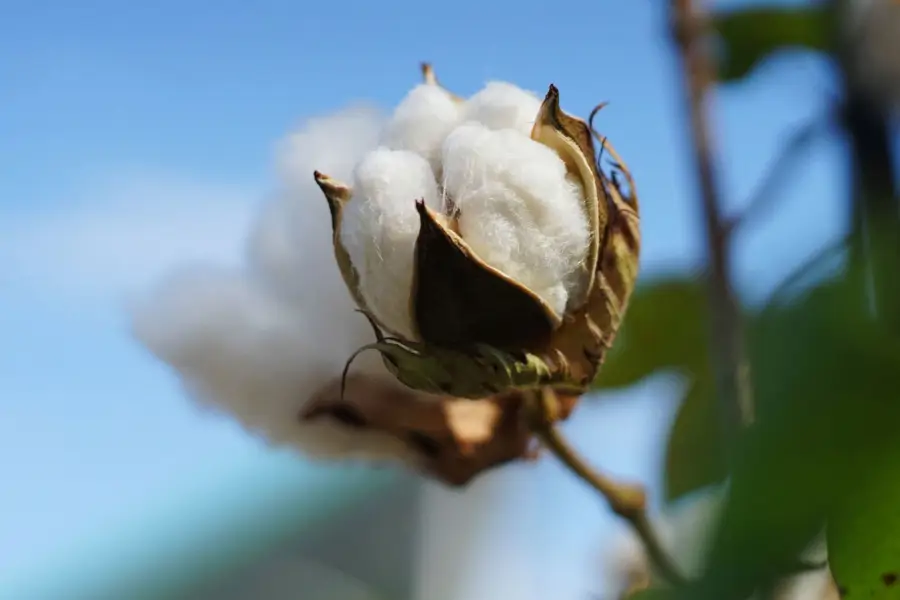 Flor de algodón