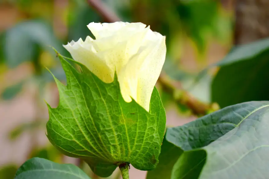 Flor de Gossypium barbadense, la planta del algodón