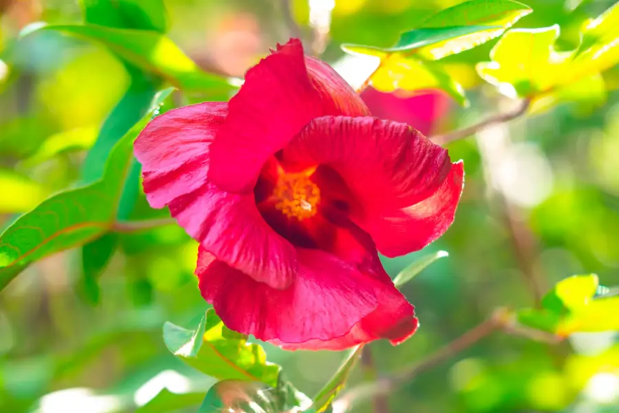 Flor del algodón Gossypium barbadense