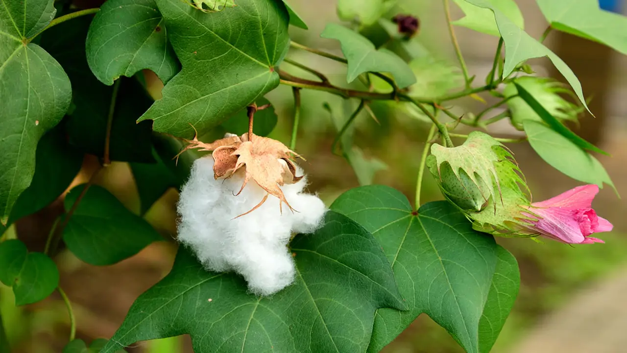 Gossypium barbadense 2