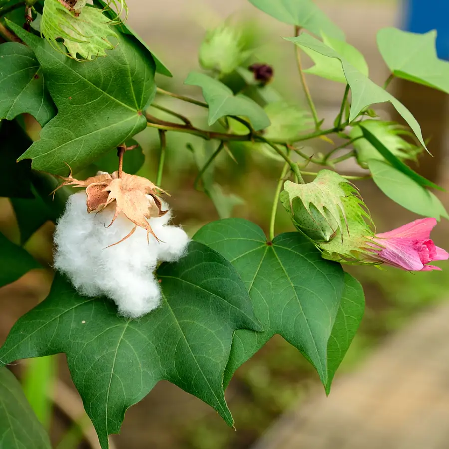 Gossypium barbadense 2