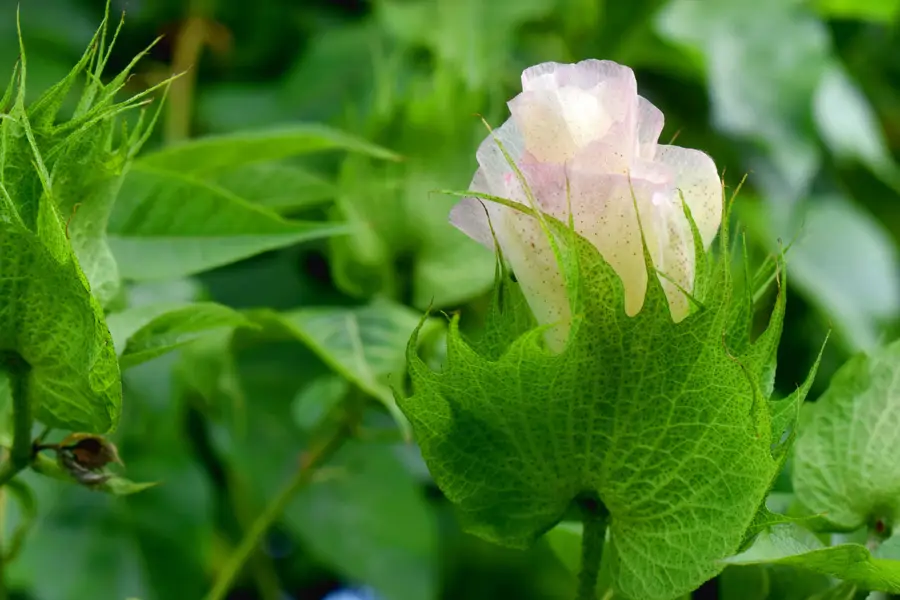 Planta del algodón Gossypium barbadensis