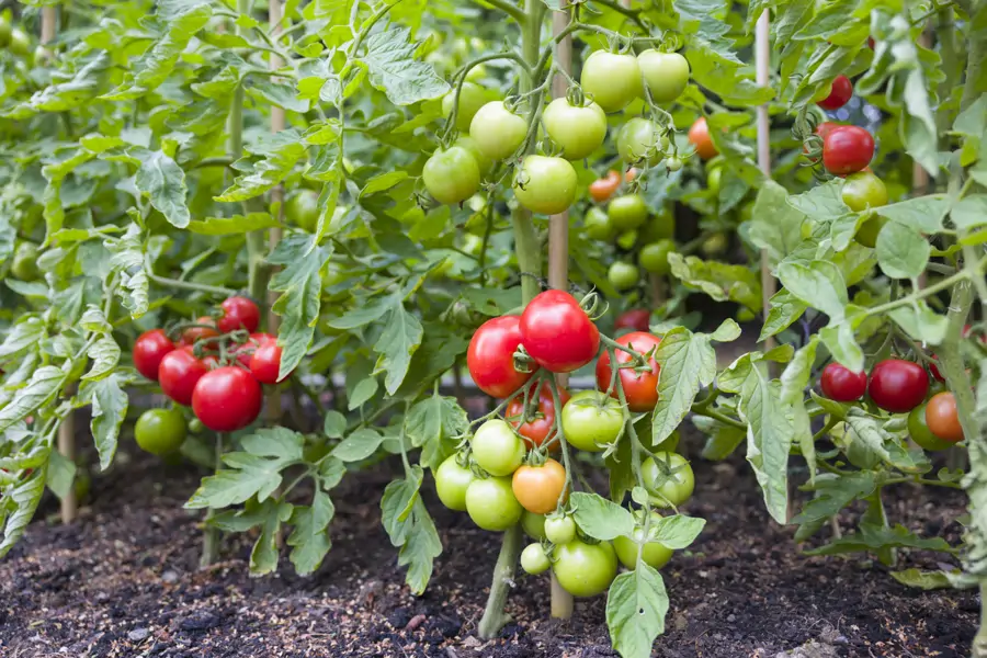 tomateras