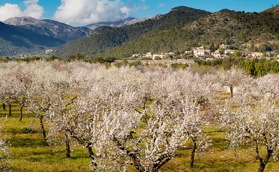 Almendros en flor en la Serra de Tramontana, Mallorca