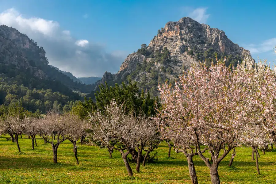 almendros en flor sierra tramontana mallorca