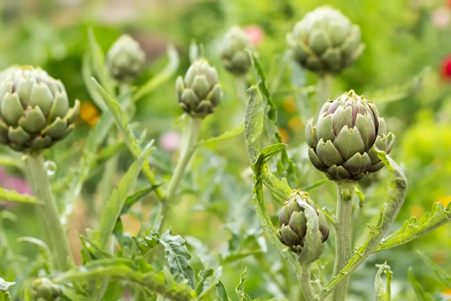 alcachofa planta