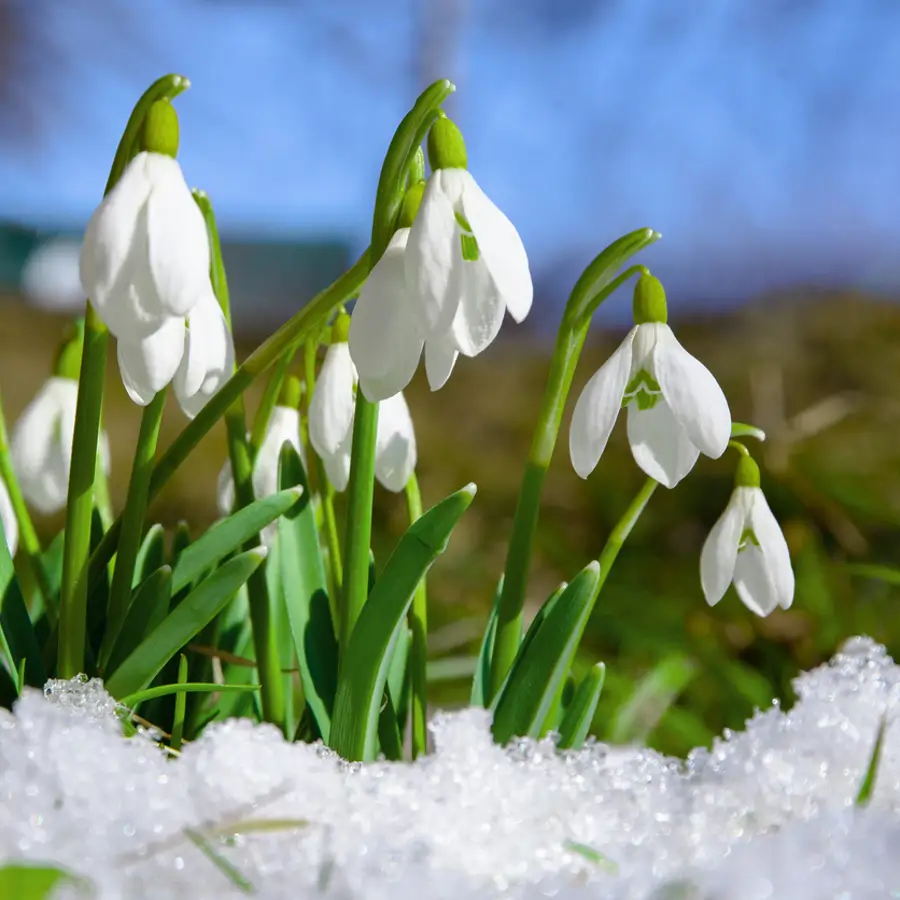 Campanillas de invierno