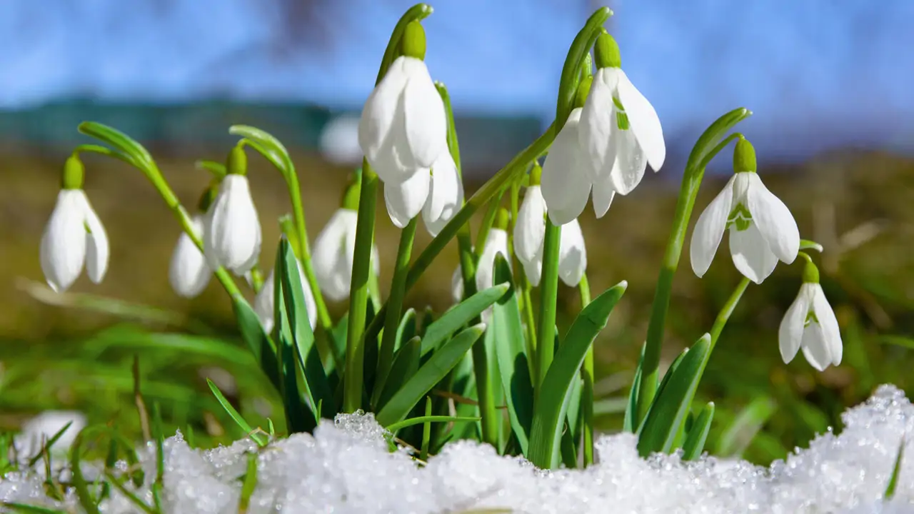 Campanillas de invierno