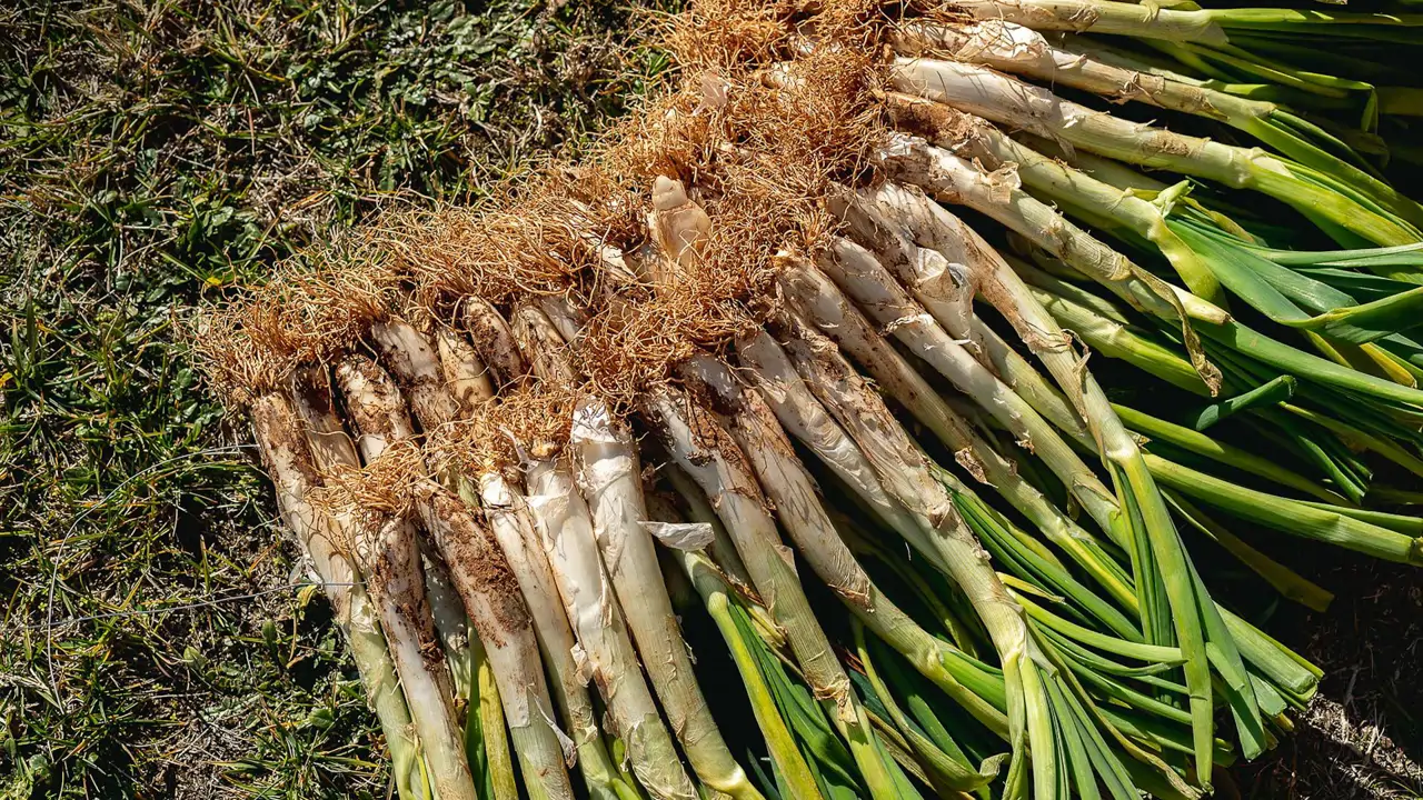 cosecha de calçots