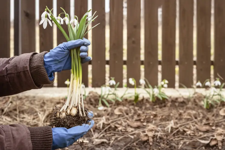 Galanthus bulbos