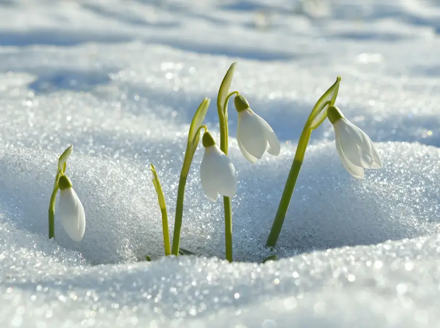 Galanthus