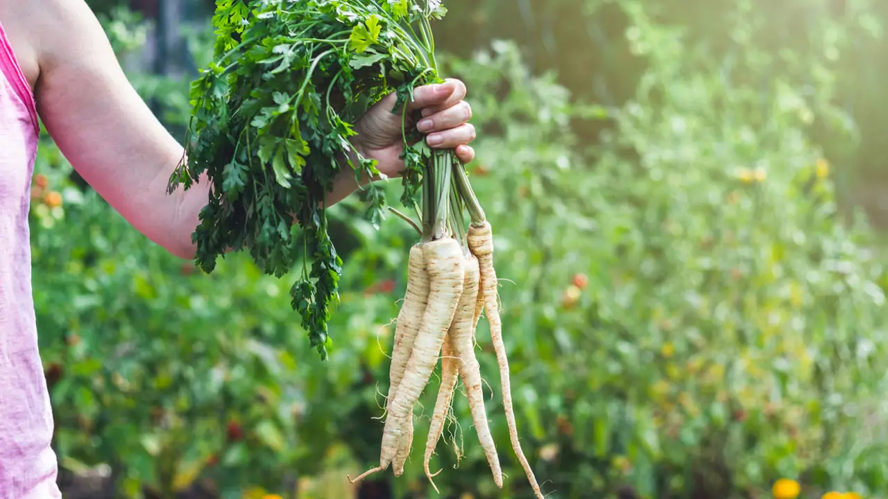 Cómo plantar chirivía, la infravalorada hortaliza que da un toque gourmet a tus recetas de invierno