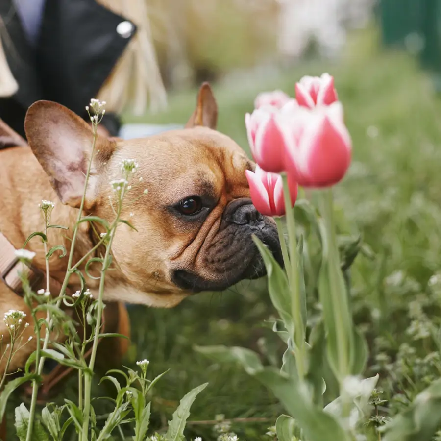 Una veterinaria alerta sobre estas flores de primavera habituales en España: "son venenosas para los perros"