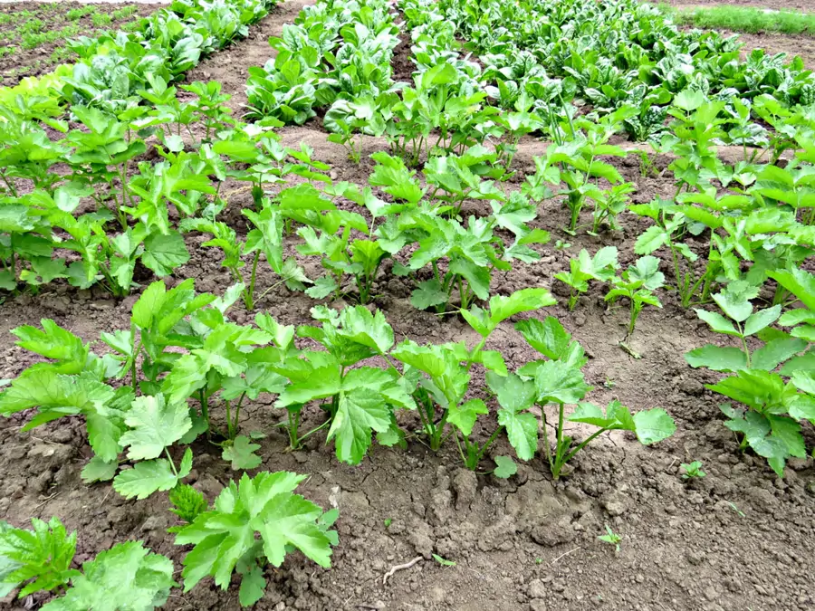 Plantas de chirivía en el huerto