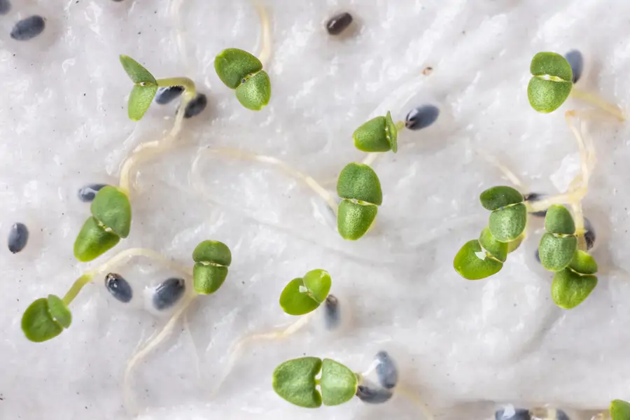 Semillas de albahaca germinando