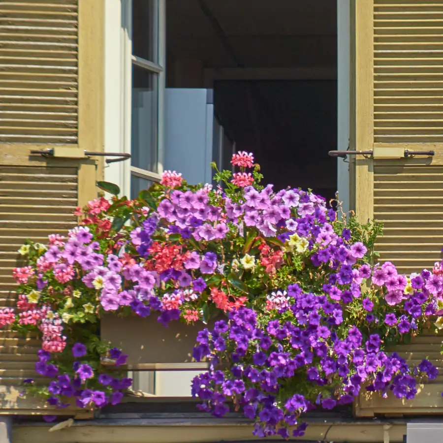 Surifinias en ventanas