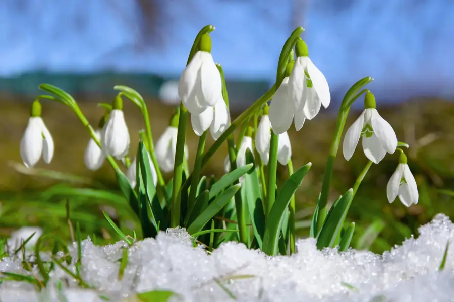 Campanillas de invierno