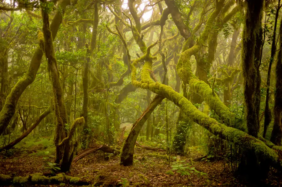 laurisilva en La Gomera