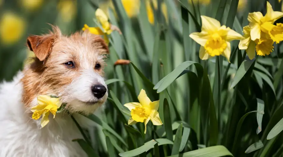 perro mordiendo narciso