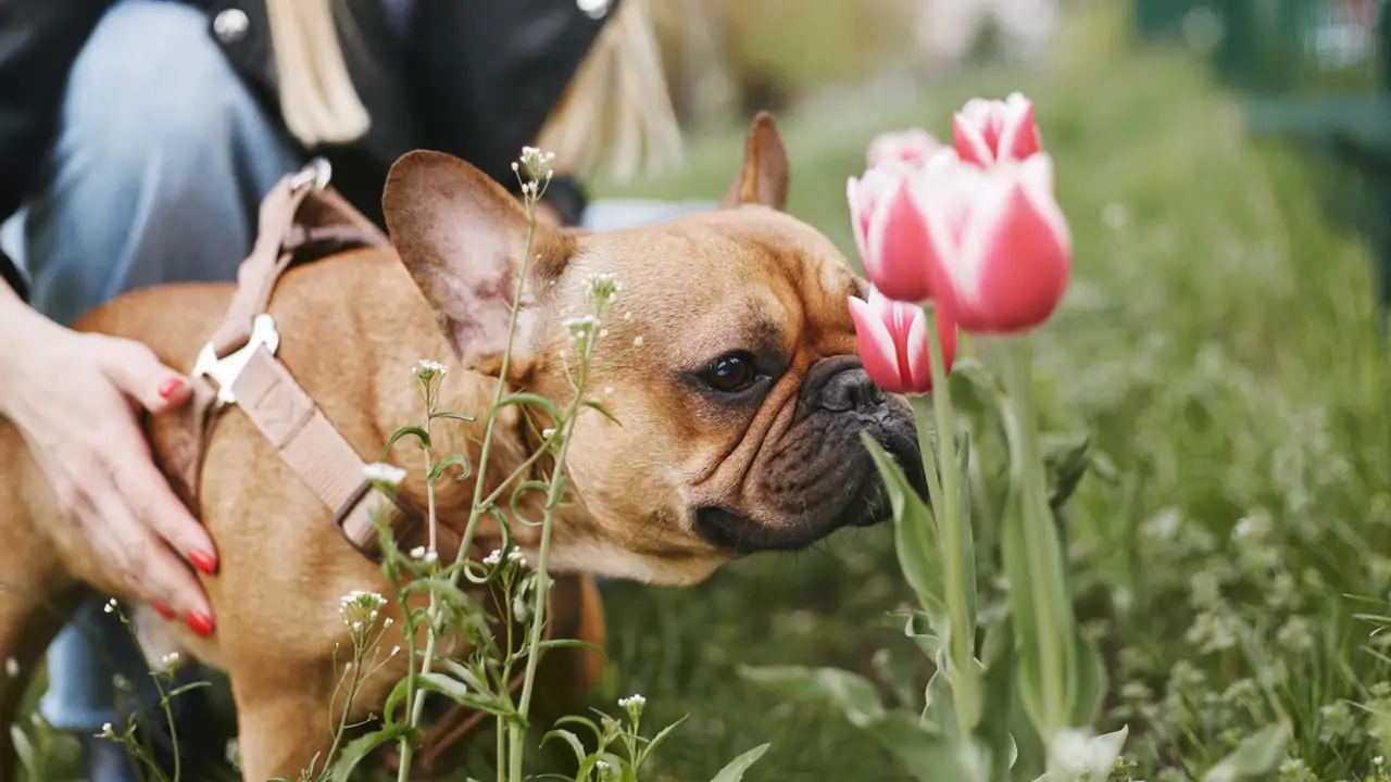 Perro olisqueando tulipanes