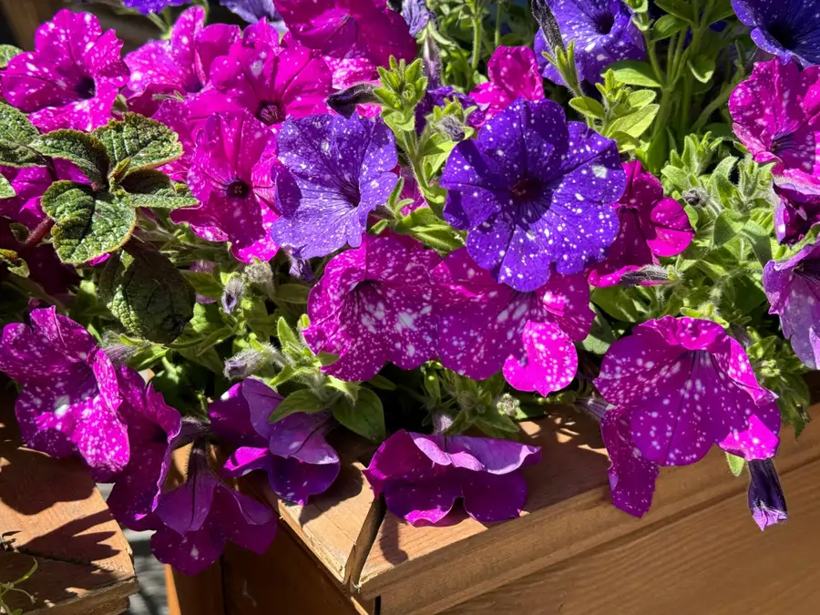 Petunia hybrida Surfinia