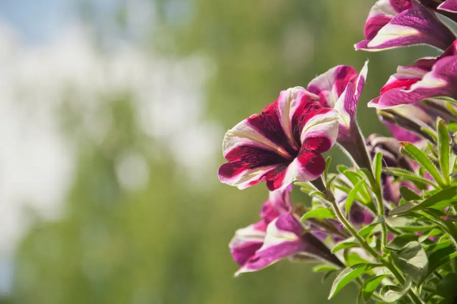 Petunia hybrida Surfinia