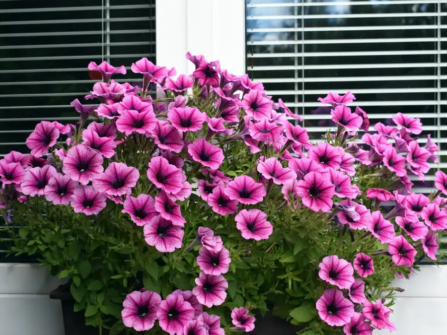 Petunias surfinias