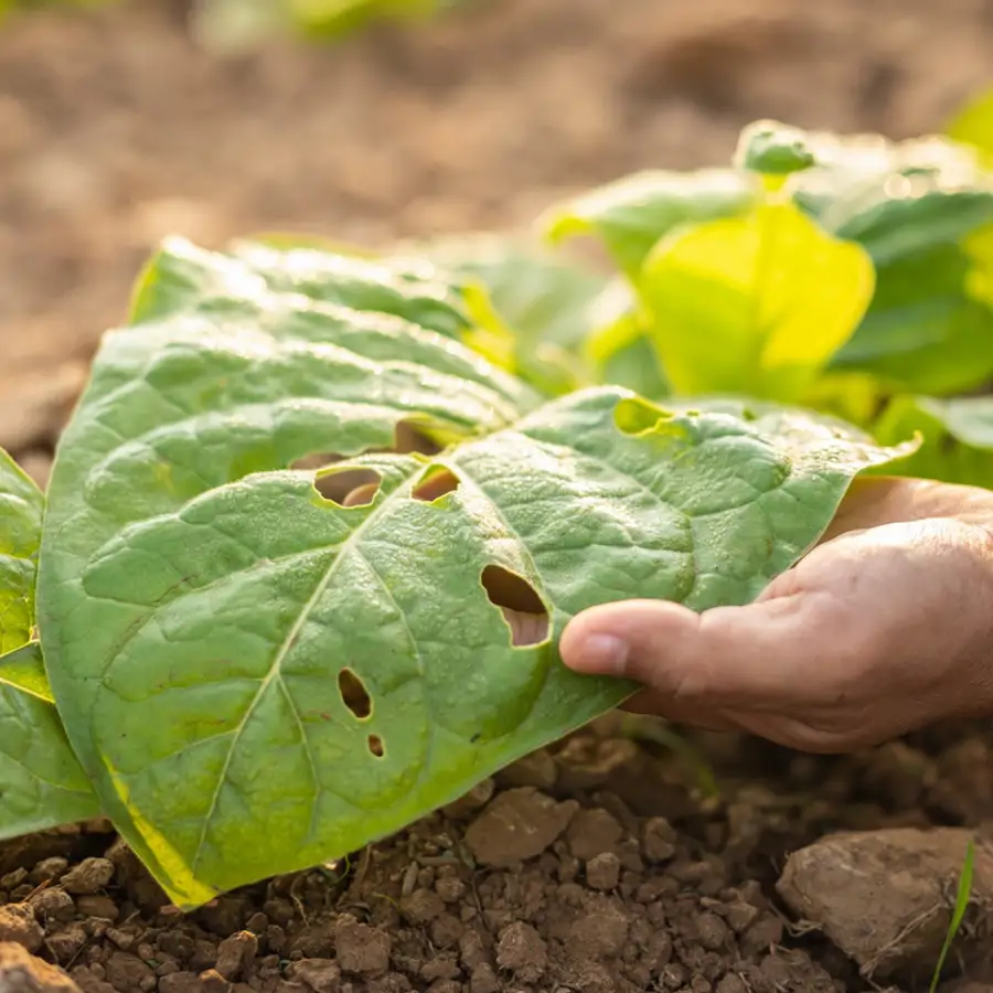 Hojas de la planta del tabaco con plaga