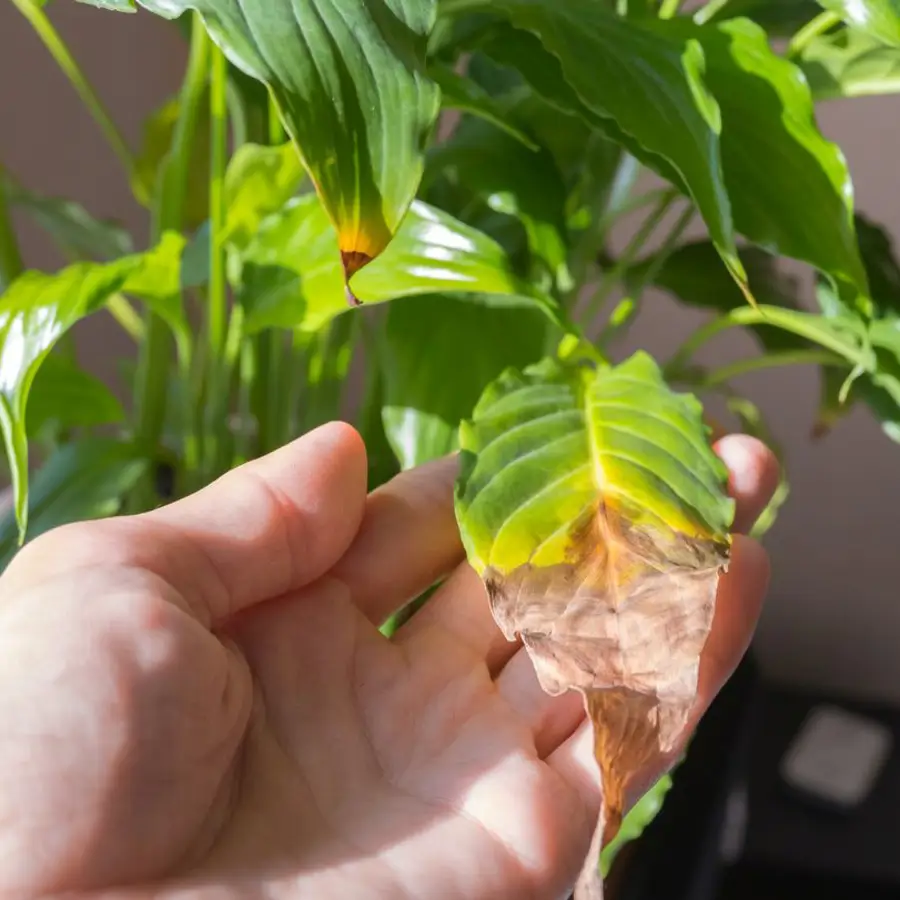 planta hoja marron