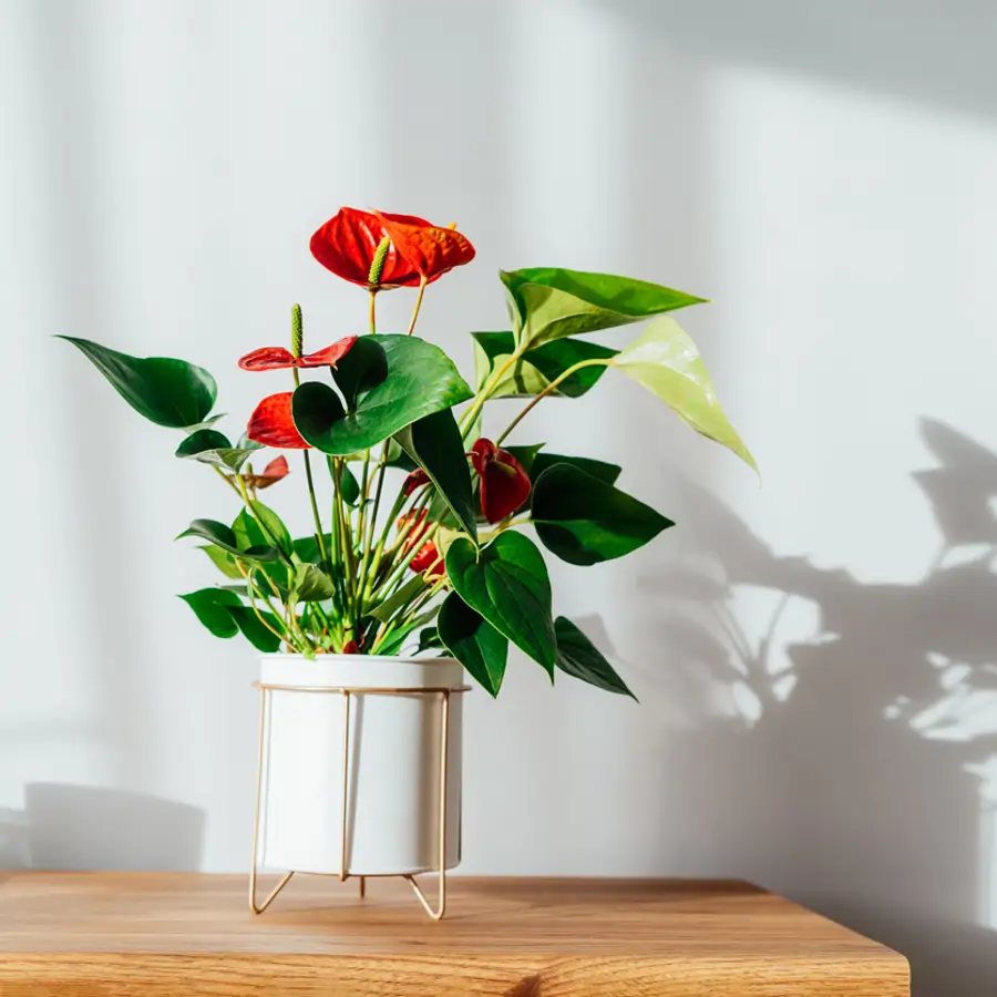 Las 15 plantas que mejoran el feng shui de tu casa: decoran, alegran y atraen la buena suerte