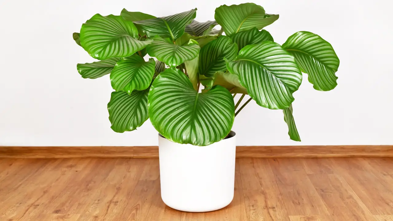 Calathea orbifolia