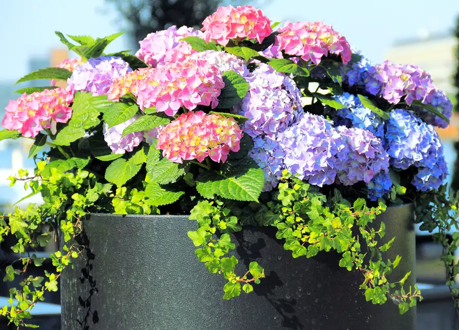 hortensias al sol