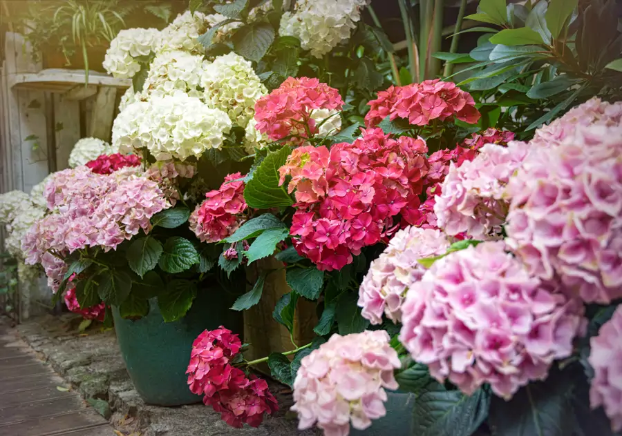 hortensias rosadas