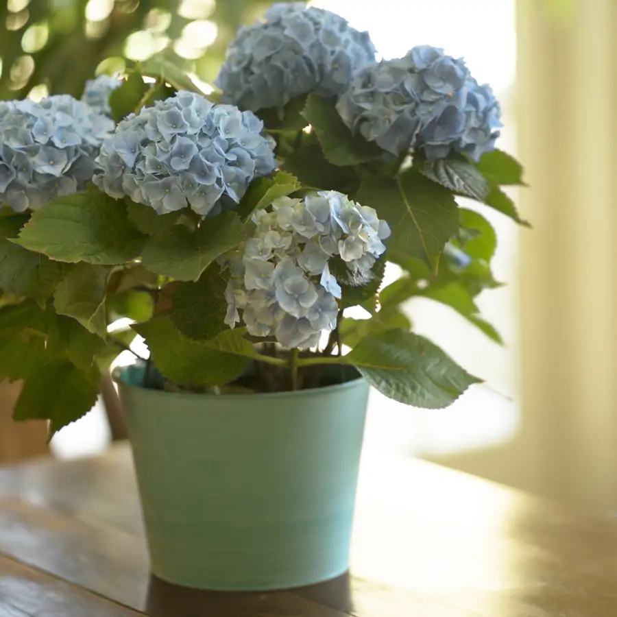 Acaban de llegar a Aldi las flores para maceta que más alegran el balcón y la terraza durante toda la primavera y el verano