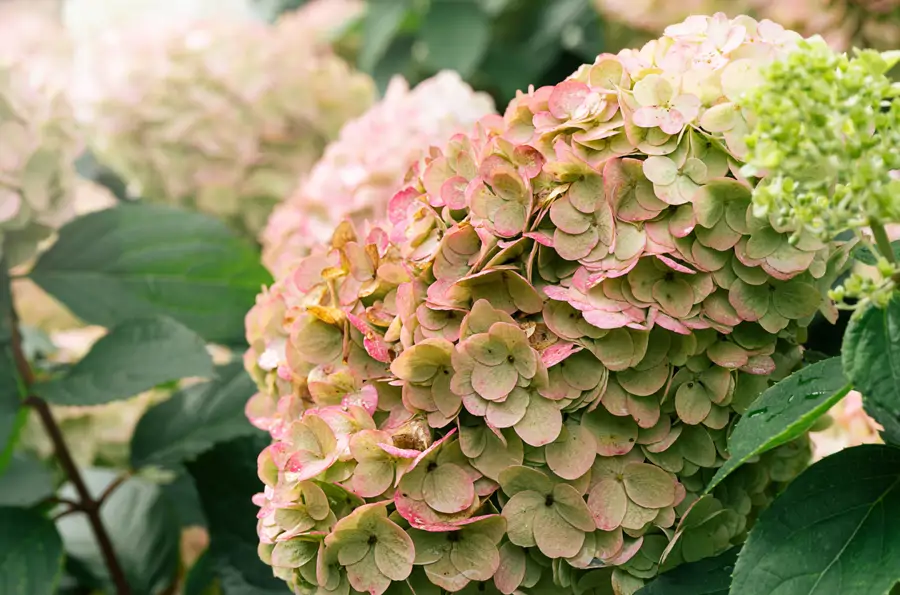 hortensias cuidados en invierno