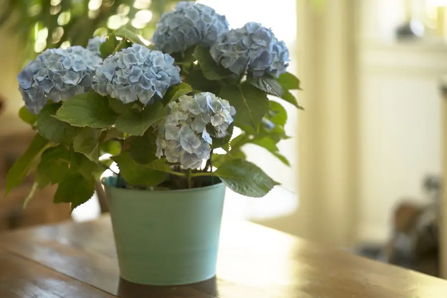 tiesto con hortensias en interior