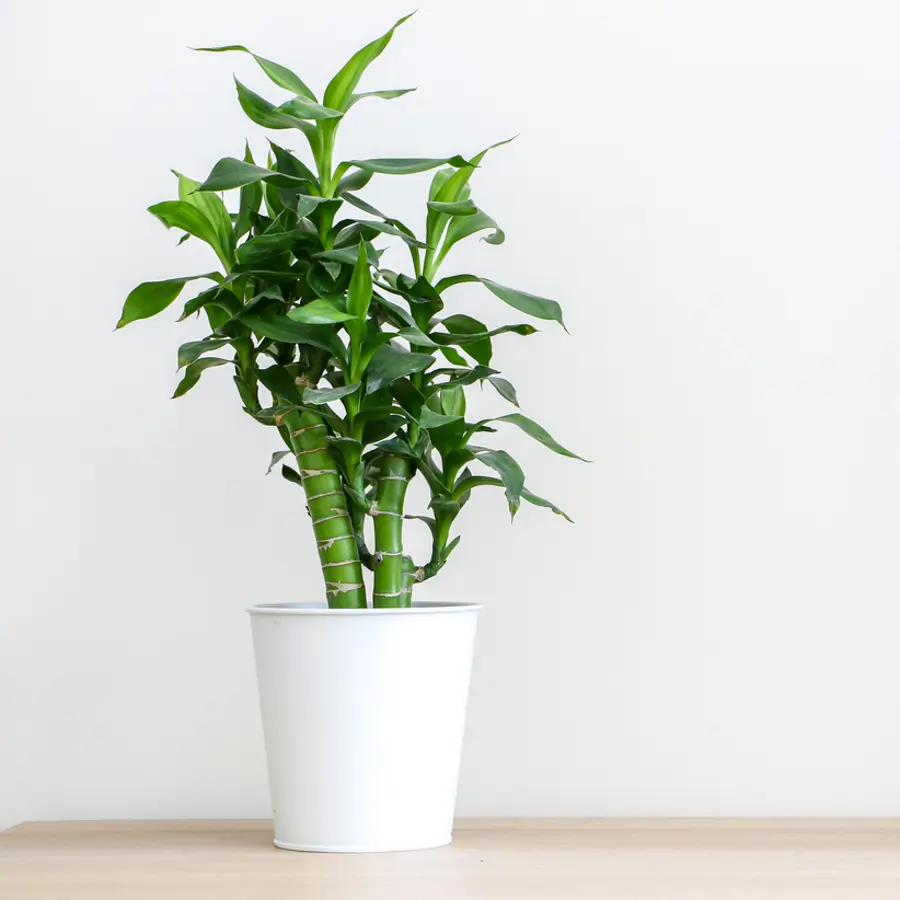 Bambú de la suerte: cómo cuidar la planta más decorativa y minimalista del feng shui