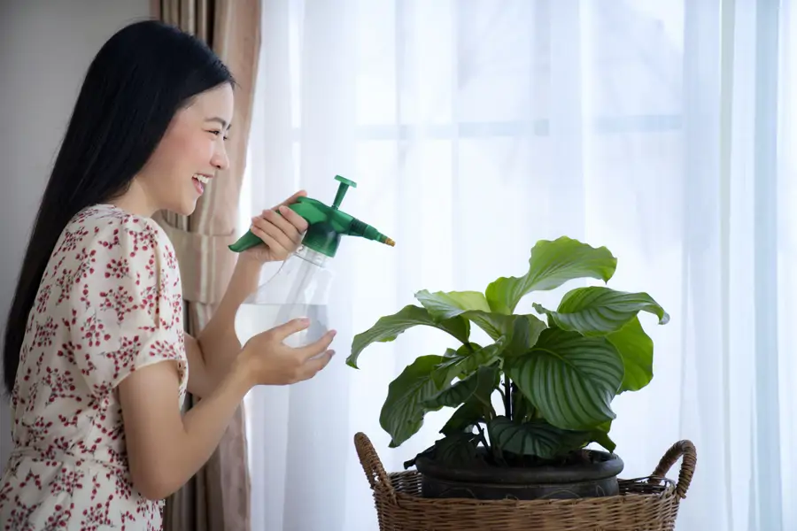Calathea orbifolia 2
