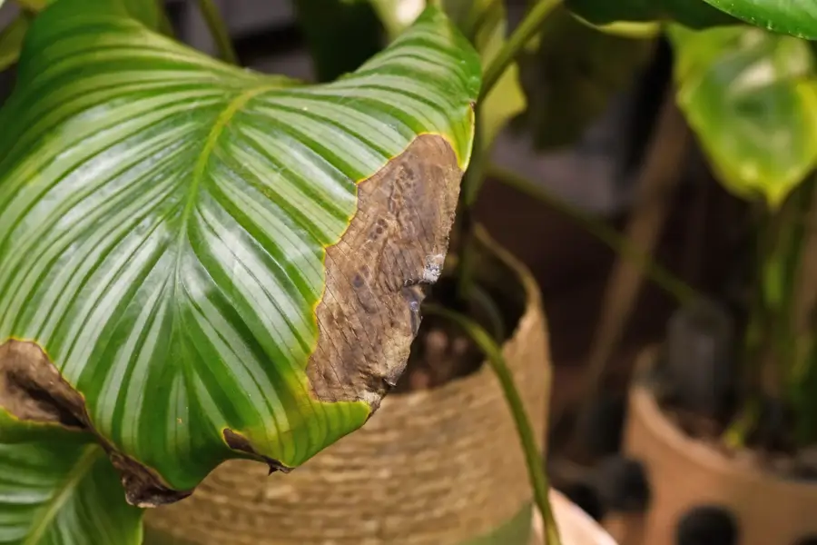 Calathea orbifolia