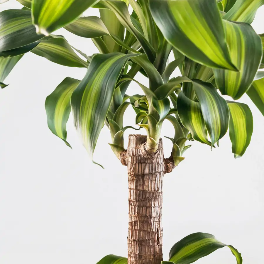 Dracaena fragrans