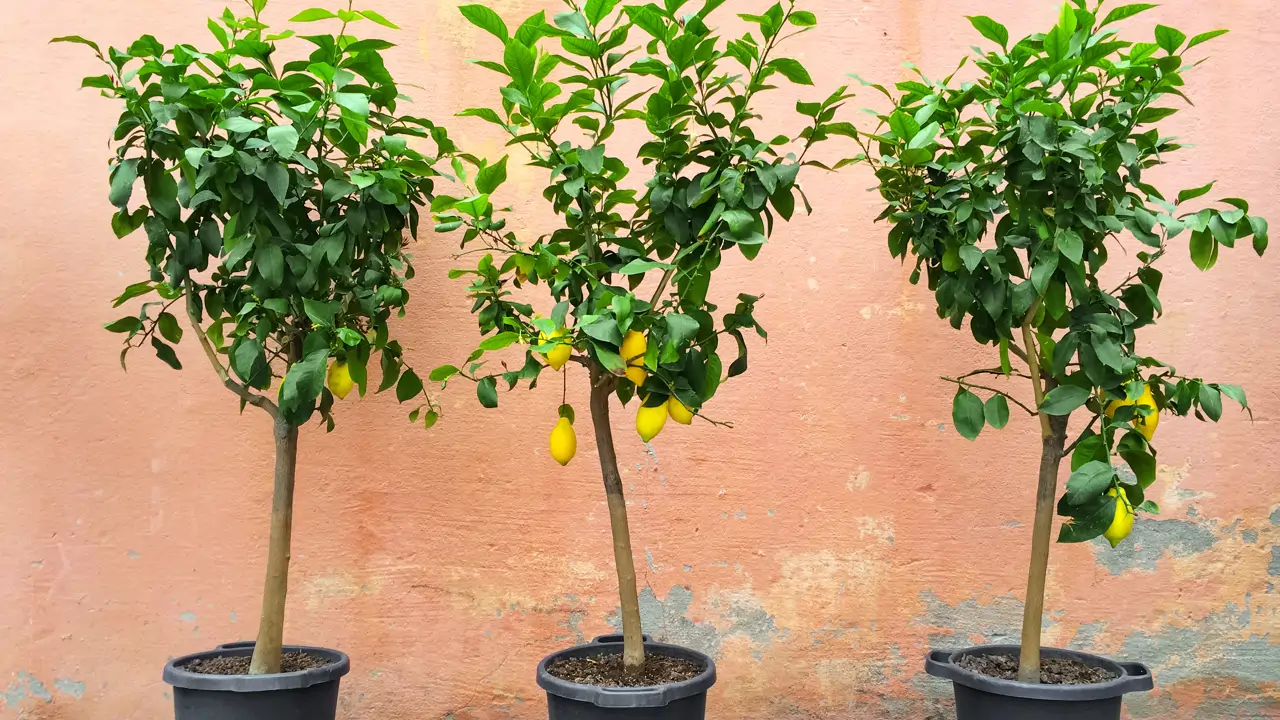 Árboles frutales en maceta