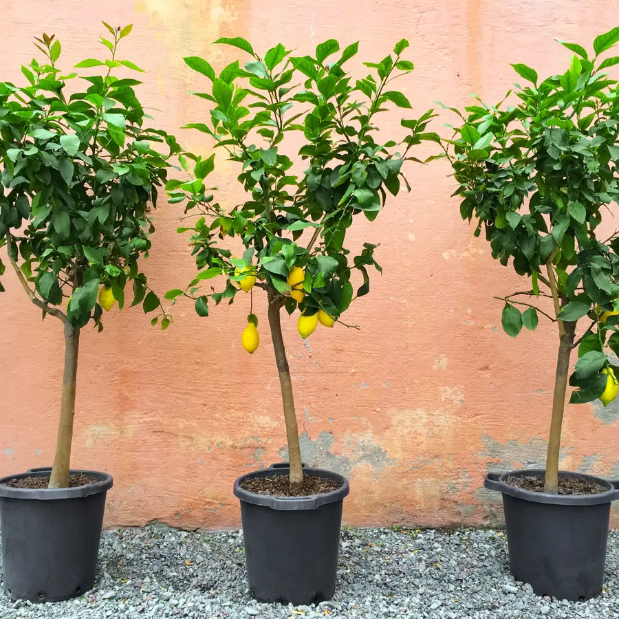 Los 6 mejores árboles para maceta que crecerán de maravilla en tu terraza o balcón