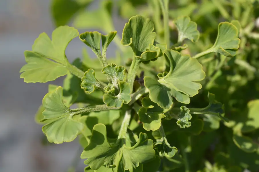 ginkgo mariken