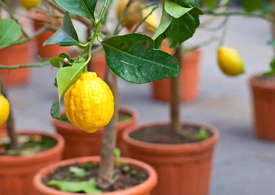 limonero maceta