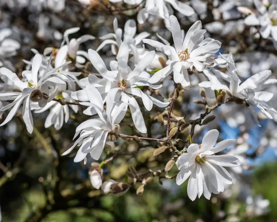 magnolia estrellada