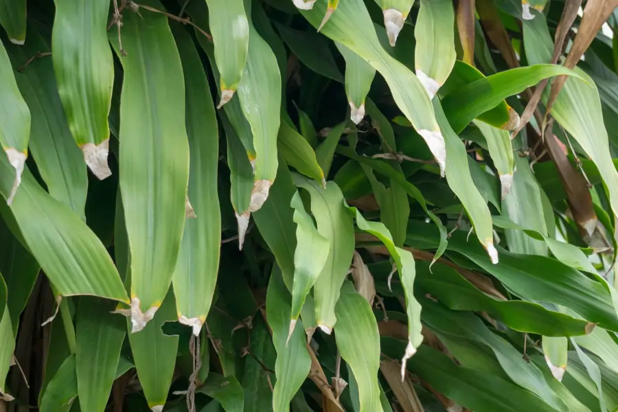 Puntas de las hojas del palo de Brasil (Dracaena fragans)