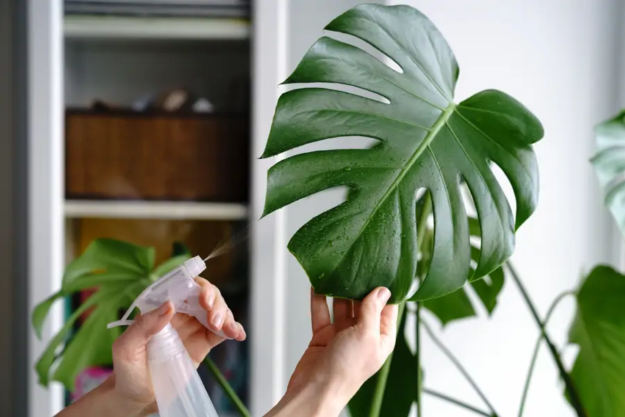 Monstera pulverización